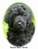 Russian Black Terrier9T091D-030_2